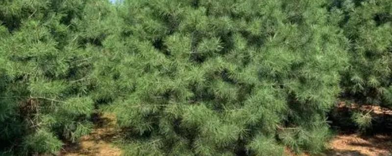 白皮松的用途，具有经济和园林价值