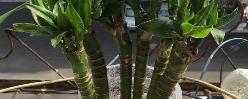 龙竹养几根好，根据花瓶的大小选择根数