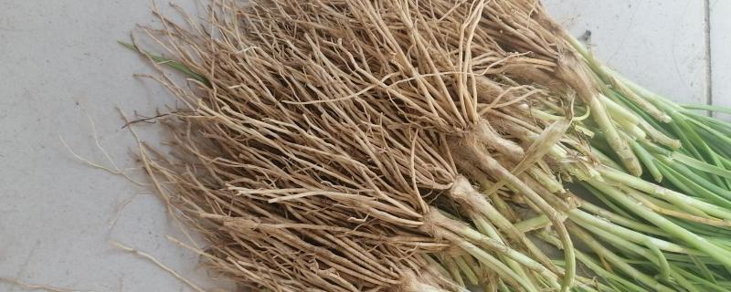 10年的老韭菜根还可以移栽吗，是可以移栽的