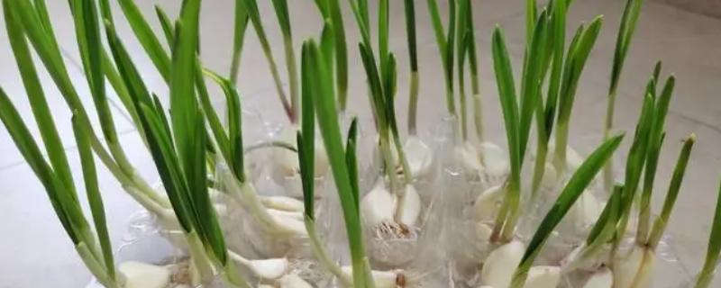 蒜苗什么时候种植，通常在春秋两季节种植