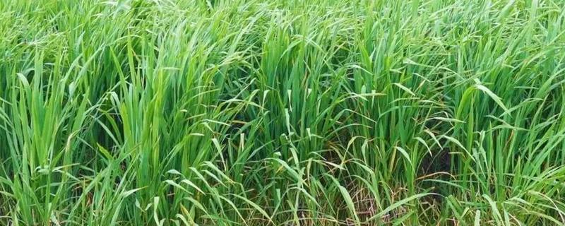 茭白如何种植，底肥可以有机肥或农家肥为主