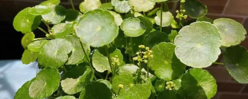 铜钱草怎么水培，要每隔10天给铜钱草换一次水