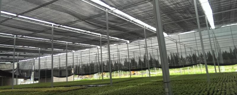 育苗遮阳网的特点，具有抗紫外线的作用