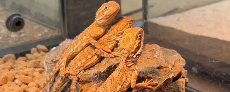 鬃狮蜥不吃东西的原因，可能是饲料太大或身体不适等导致