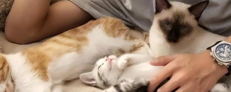 猫咪怕什么气味，对酸性气味、辛辣刺激性气味敏感
