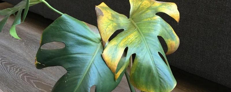 龟背竹叶子发粘的原因，可能是虫害导致的