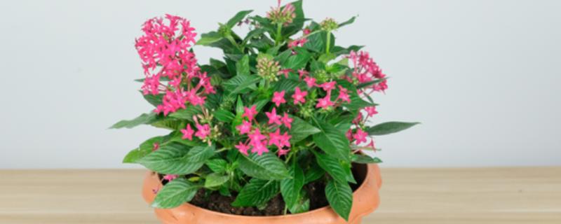 繁星花的种植方法,种植前土壤需要提前消毒