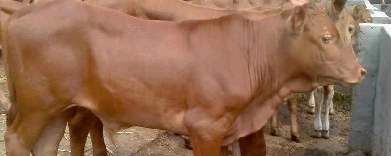 鲁西黄牛如何养殖,养殖主要以青粗饲料为主