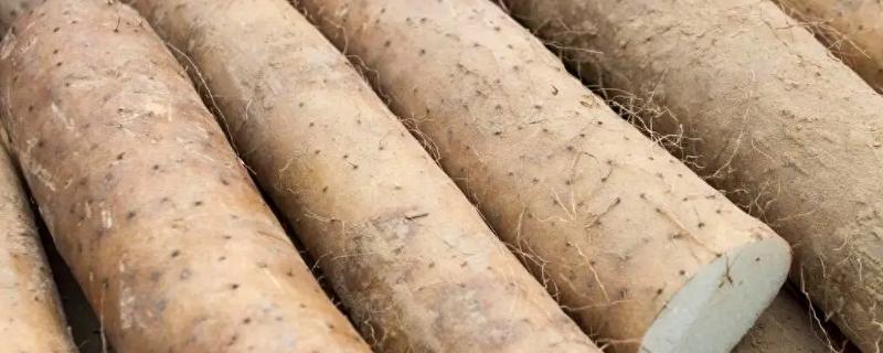 优质山药品种如何选，可以看根须、果肉等