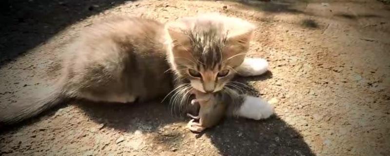 猫咪会被老鼠吓到吗，胆小的宠物猫咪容易会被老鼠吓到