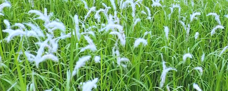 毛丫是哪种植物，毛丫是茅草
