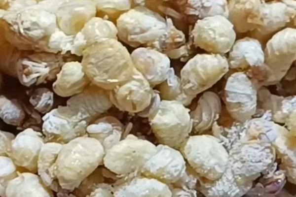 雄蜂蛹怎么吃，可油炸、椒盐和清蒸等