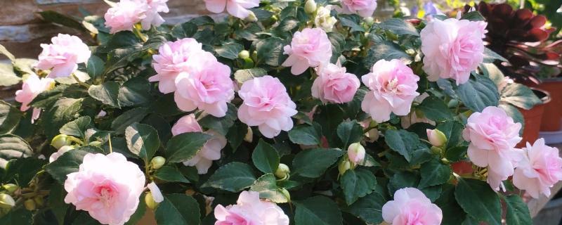 水梅花有毒为什么还有人养，其观赏性非常高