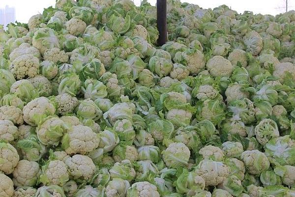 花菜能不能放冰箱，可以放在冰箱冷藏