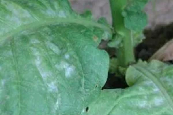 烟草白粉病的症状，发病部位以叶片为主