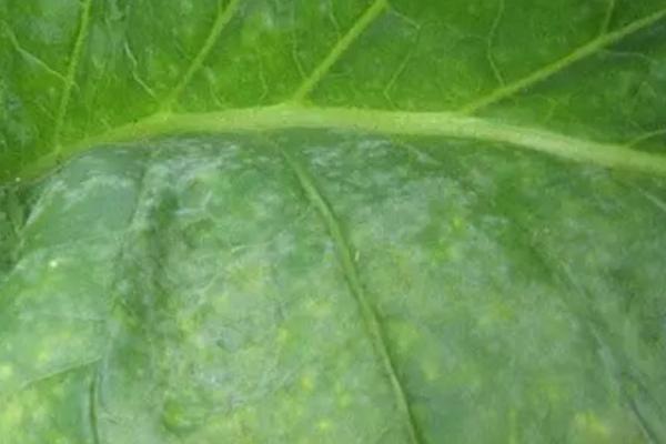 烟草白粉病的症状，发病部位以叶片为主