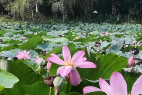 荷花有哪些品种，青毛节、小舞妃、龙飞等品种较常见