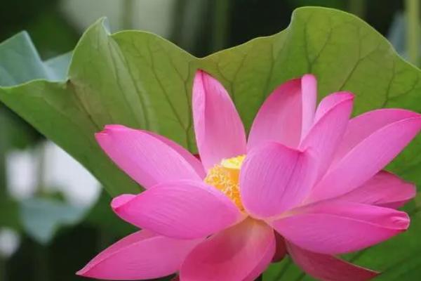 荷花有哪些品种，青毛节、小舞妃、龙飞等品种较常见