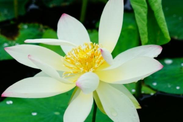 荷花有哪些品种，青毛节、小舞妃、龙飞等品种较常见