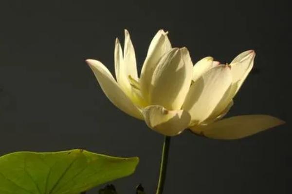 荷花有哪些品种，青毛节、小舞妃、龙飞等品种较常见