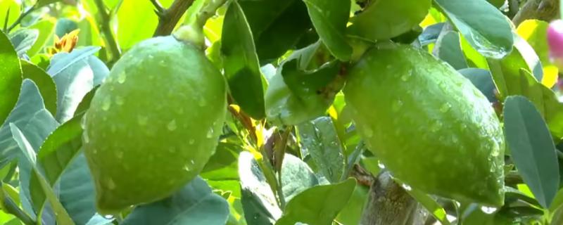 柠檬如何种植，嫁接时间在11月下旬至翌年2月底