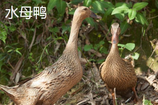 番鸭与水母鸭有何区别，前者属于疣鼻栖鸭、后者属于绿头鸭