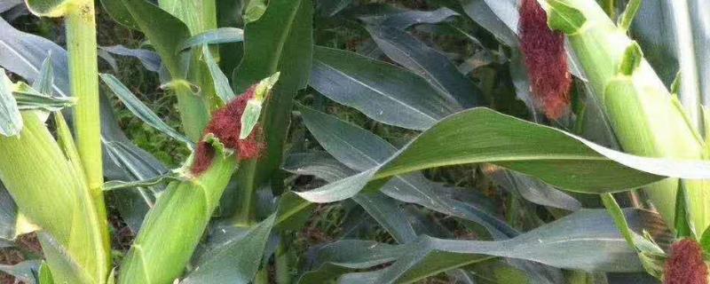登海618玉米种简介，夏播生育期106天