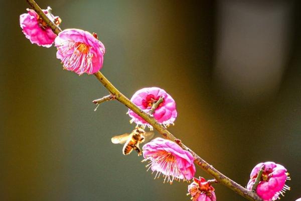 哪些花卉在春天开放，有水仙、玉兰、梅花等品种