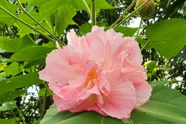 哪些花卉在春天开放，有水仙、玉兰、梅花等品种