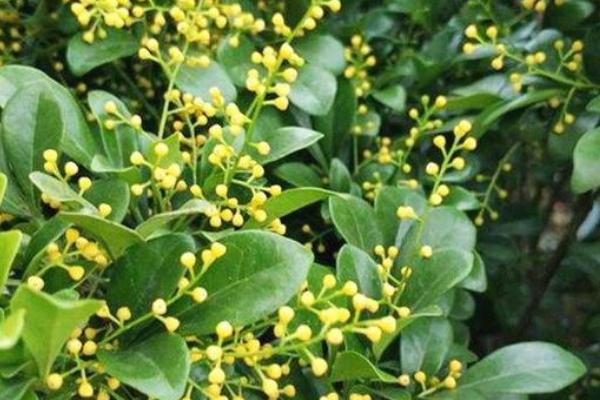 哪些花卉在春天开放，有水仙、玉兰、梅花等品种