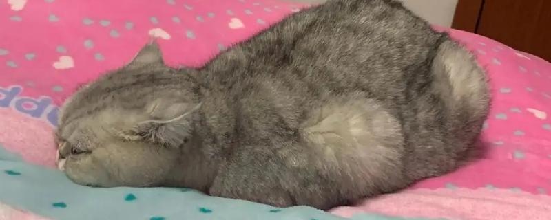 猫咪感染弓形虫有哪些症状，可能会出现食欲下降、精神萎靡等