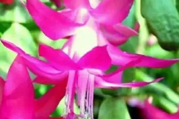 怎么养殖毛蟹爪兰，夏季每隔1-2天浇一次水