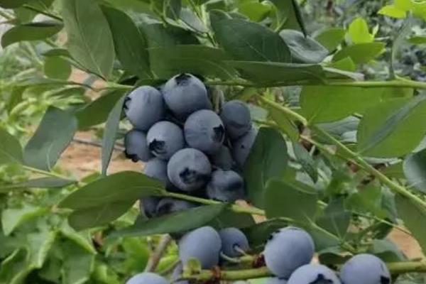 奥尼尔蓝莓有什么特点，果实呈圆形至偏圆形、质硬、酸甜适中