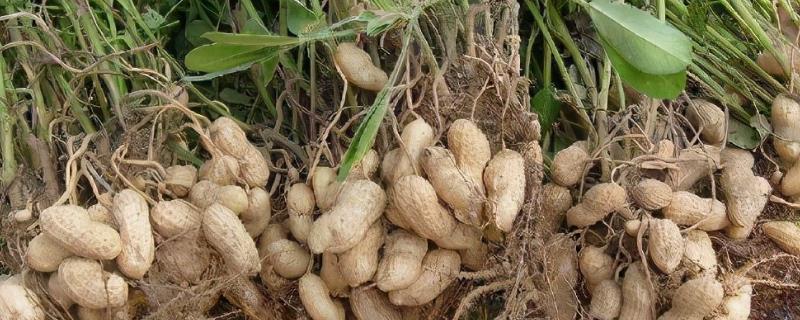 花生后期使用什么肥料追肥，可以使用氮肥、磷肥、人粪肥等