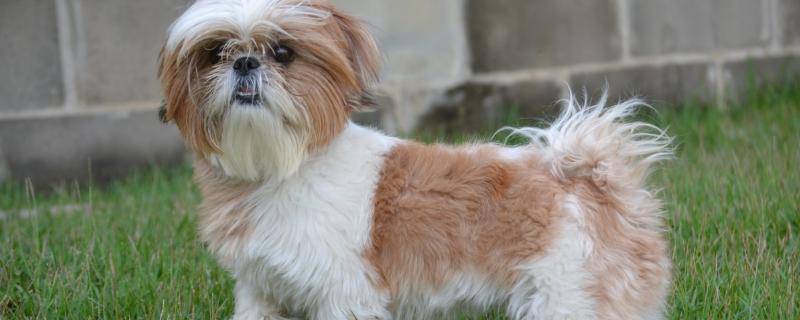 西施犬的寿命，一般能活10-15年