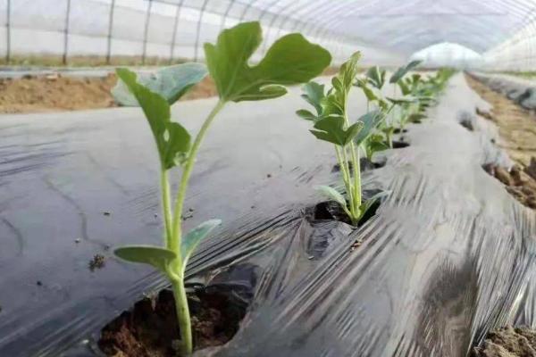 8424西瓜授粉后几天成熟，要根据气候环境决定