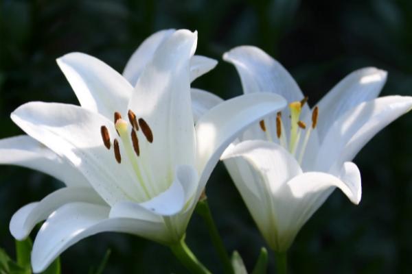 送妈妈寓意好的花有哪些，可以选择康乃馨、百合花等