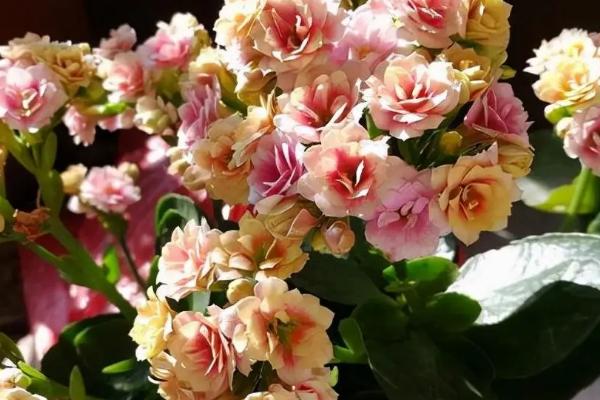 送妈妈寓意好的花有哪些，可以选择康乃馨、百合花等