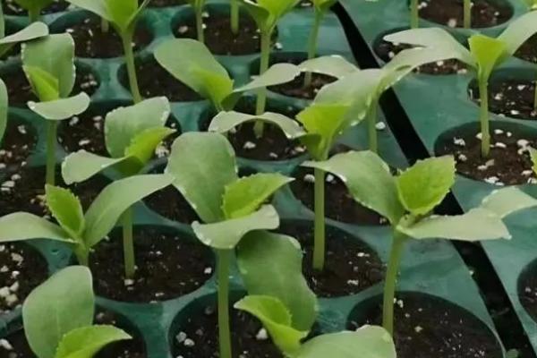 早春如何在大棚内培育黄瓜苗，分别用温水和新高脂膜浸种、经过催芽后再播种