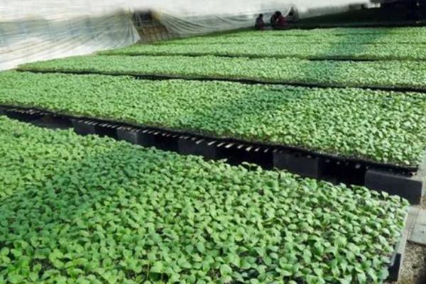 早春如何在大棚内培育黄瓜苗，分别用温水和新高脂膜浸种、经过催芽后再播种