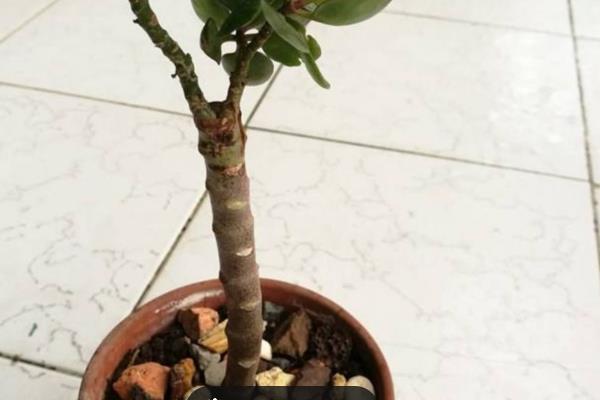怎么修剪长寿花留老桩，在春季4-5月份进行