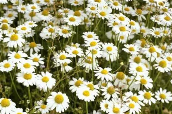 果香菊的花语是什么，寓意快乐、天真、纯洁等