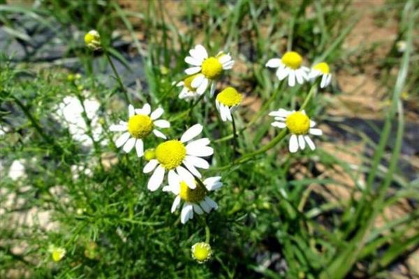 果香菊的花语是什么，寓意快乐、天真、纯洁等