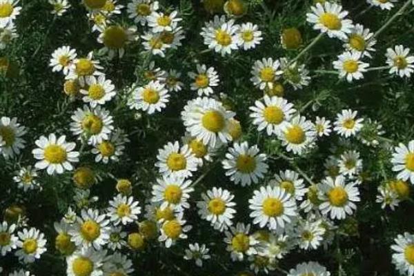 果香菊的花语是什么，寓意快乐、天真、纯洁等