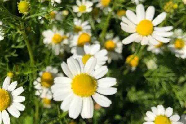 果香菊的花语是什么，寓意快乐、天真、纯洁等