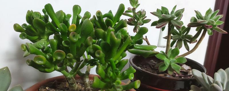 怎么把吸财树桩养粗，要控制吸财树的生长高度