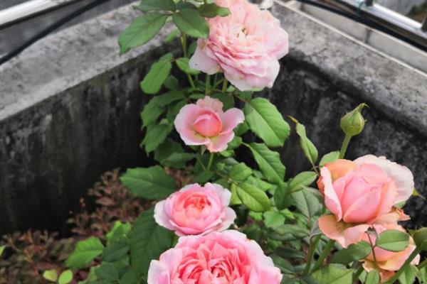 月季花萎蔫如何解决，可剪除萎蔫的叶片并适当浇水