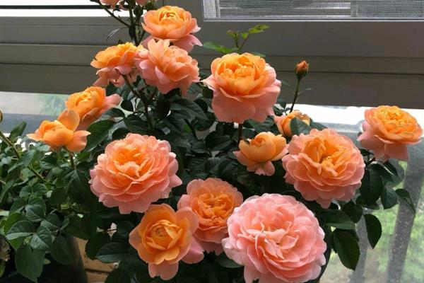 月季花萎蔫如何解决，可剪除萎蔫的叶片并适当浇水