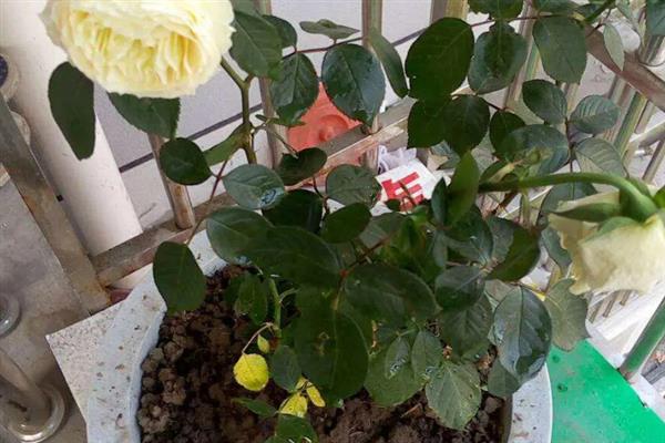 月季花萎蔫如何解决，可剪除萎蔫的叶片并适当浇水