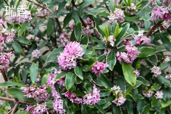 哪些花朵在春天开放，此时可看到报春花、迎春花、金盏菊等品种